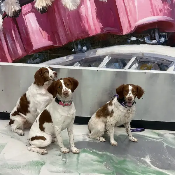 Dogs at play in climate-controlled daycare area